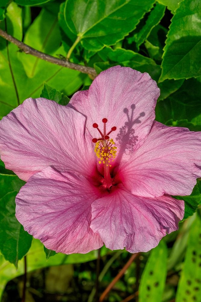 Hibiscus